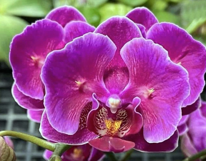 Phalaenopsis Ching Ann Diamond 'ES' #39