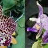 Phalaenopsis Mituo Sunrise  'Angel Rose' x Mituo Purple Dragon