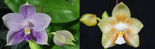 Phalaenopsis Mituo Purple Dragon 'M#30' x Yungho Gelb Canary 'Sunshine'