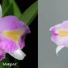 Cattleya trianae fma trilabelo x sib ('Mampos' x 'El Paso')