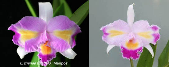 Cattleya trianae fma trilabelo x sib ('Mampos' x 'El Paso')