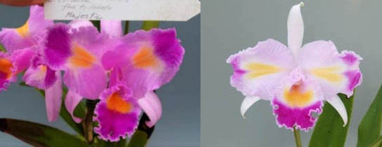 Cattleya trianae trilabelo x sib ('Majestic' x 'El Paso')