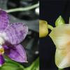 Phalaenopsis Mituo Purple Dragon  x Yungho Gelb Canary 'Sunshine'