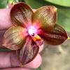 Phalaenopsis Mituo King Star 'Shrek'