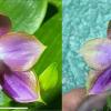 Phalaenopsis Mituo Reflex Dragon 'Blue -2' x Mituo 24 Solar Terms