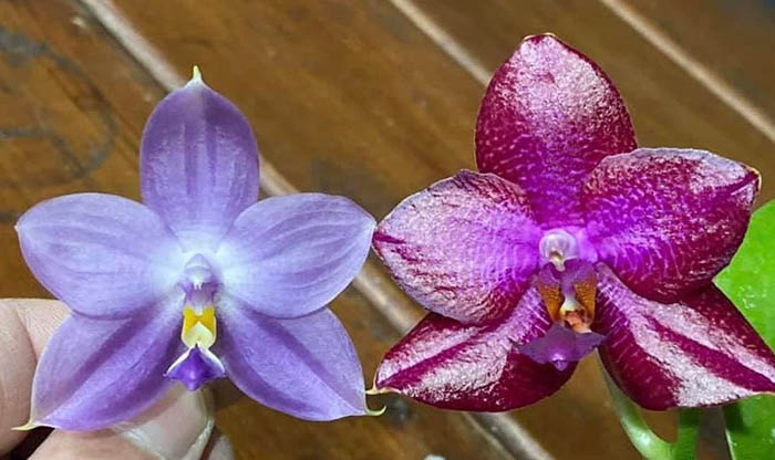 Phalaenopsis (Miro Supper Star 'MO198' x LD Sun Dragon 'MO98') x Mituo Purple Dragon
