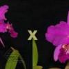 Cattleya lueddemanniana rubra x sib