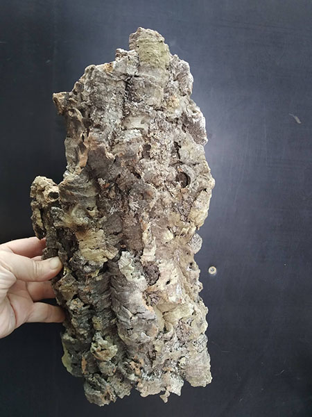 Блок для орхідей з кори пробкового дуба; 442 г; H ~ 33 см, W ~ 17 см