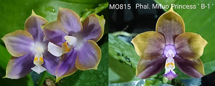 Phalaenopsis Mituo Reflex Dragon ‘Blue-2’ x Mituo Princess 'Blue-1'