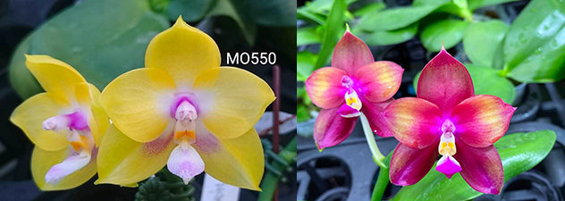 Phalaenopsis Mituo Gelb Eagle 'Oriole' x Mituo Love 'Rainbow-520'