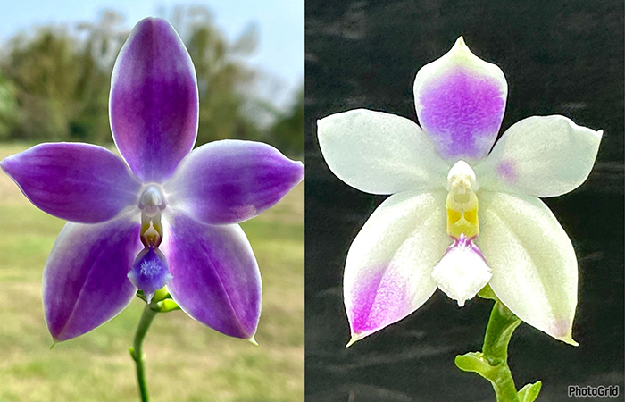 Phalaenopsis (YangYang Blue Dance x Jennifer Palermo)