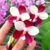 Phalaenopsis Germaine Vincent 'Yuyu Rich'