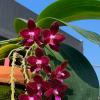 Phalaenopsis SWR Gigan Cherry 'SWR Ruby'