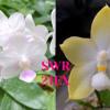 Phalaenopsis SWR Snowflake x Tzu Chiang Tetralitz