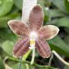Phalaenopsis (LD's Bear King x speciosa) coffee