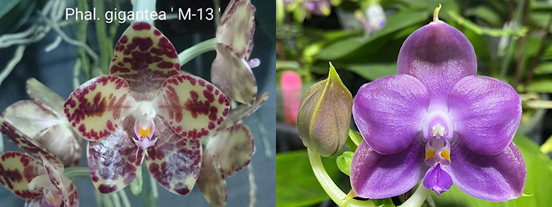 Phalaenopsis gigantea 'M-13' x Mituo Purple Dragon