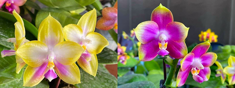 Phalaenopsis Zheng Min Muscadine 'Rainbow' x Mituo Reflex Dragon 'Purple Red'