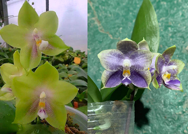 Phalaenopsis Mituo Prince 'Blue and White' x Mituo 24 Solar Terms