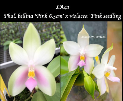 Phalaenopsis Samera (bellina 'Pink 6.5cm' x violacea 'Pink')