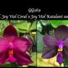 Phalaenopsis Joy Viol Coral x Joy Viol Kaiulani seedling