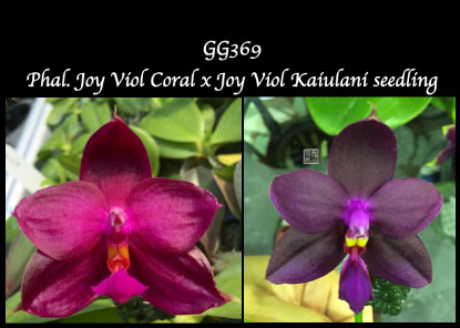 Phalaenopsis Joy Viol Coral x Joy Viol Kaiulani seedling