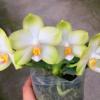 Phalaenopsis Sweet Memory 'Alba' Stem prop