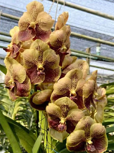 Vanda Taveesuksa x Varut Leopard No 9