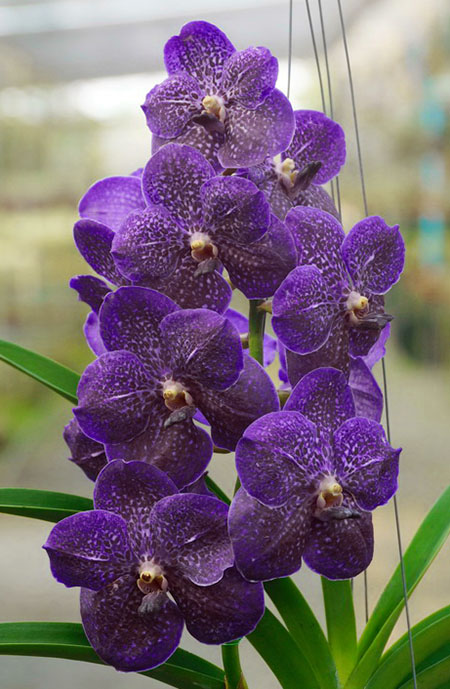 Vanda Wirat x Kasem's Delight