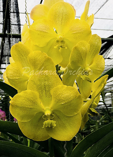 Vanda Suksamran Spots x Thai Spots No 87