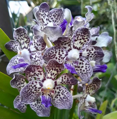 Vanda Kyra Green 'Minghus' AM/AOS