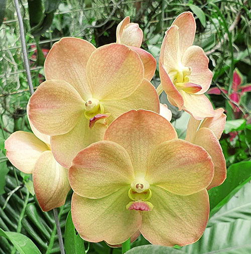 Vanda Yellow Butterfly No 597