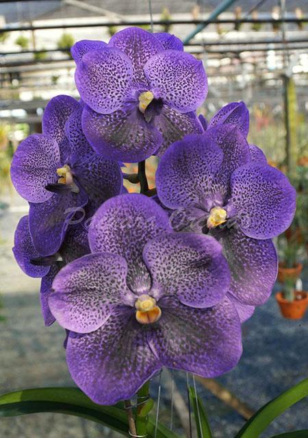 Vanda Blitz's Heartthorb x Kasem's Delight No 35