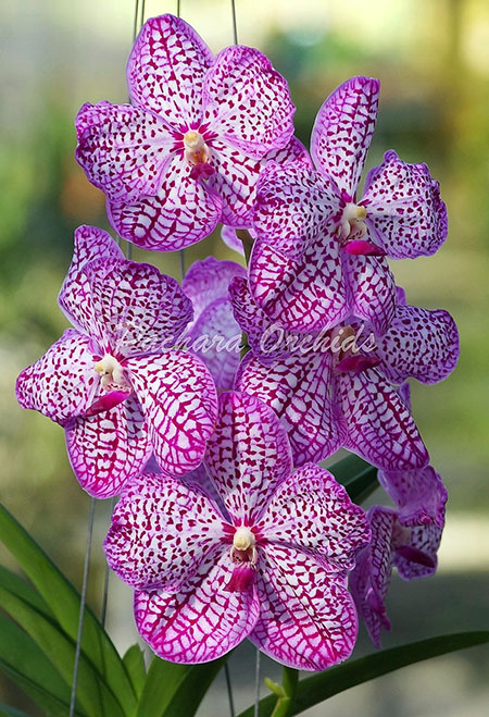 Vanda Chulee Classic Pink