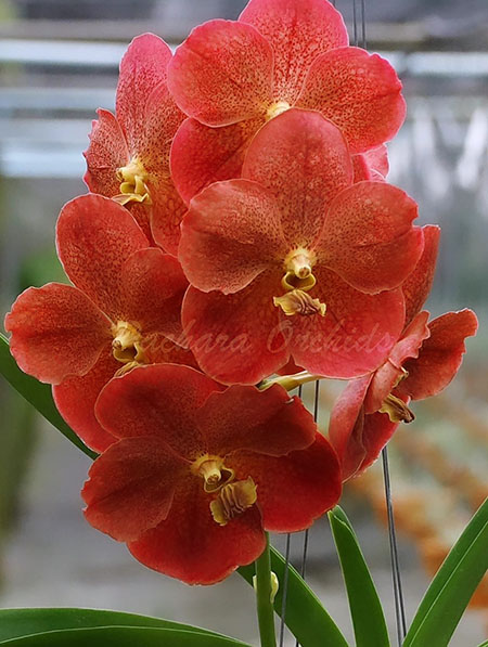 Vanda Adisak Happiness, Orange Clone