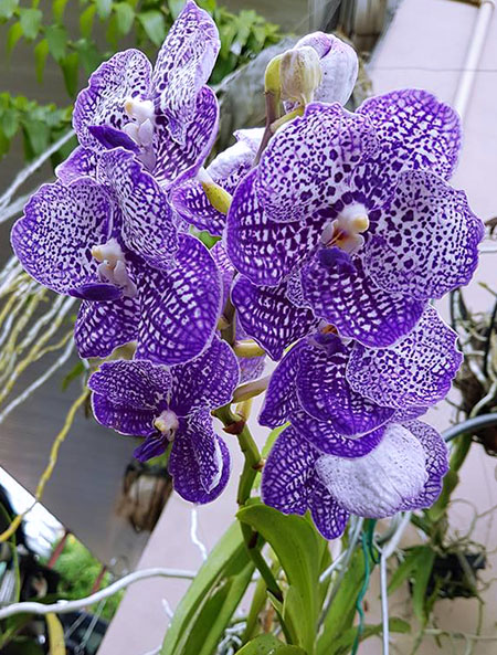 Vanda Chulee x Somsri Blue Classic