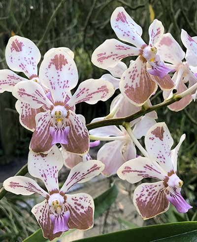 Vanda Jiraprapa x luzonica