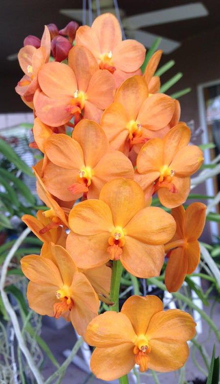 Vanda Suksamran Sunshine