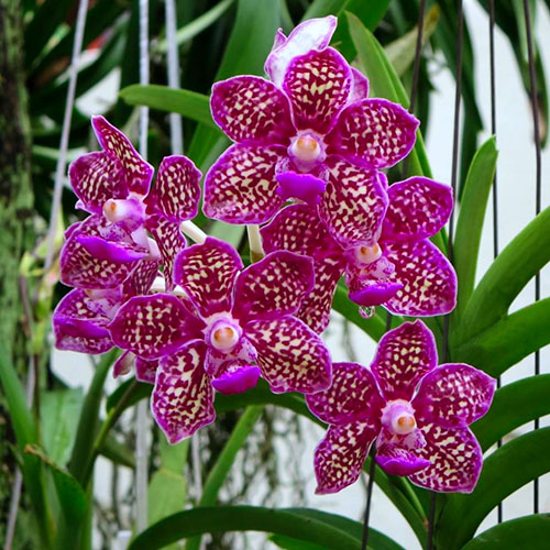 Vanda Thailand x tessellata x Mimi Palmer