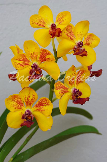 Vanda Ploenpit Prize AM/AOS