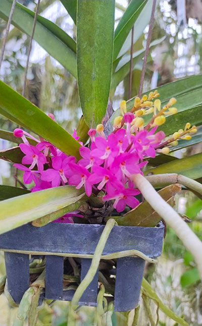 Ascocentrum ampullaceum 'Pink Sapphire' Selected