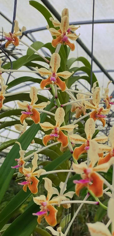 Vanda lamellata x M V Tannis