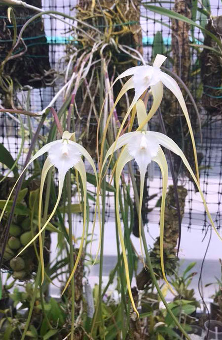 Brassavola appendiculata