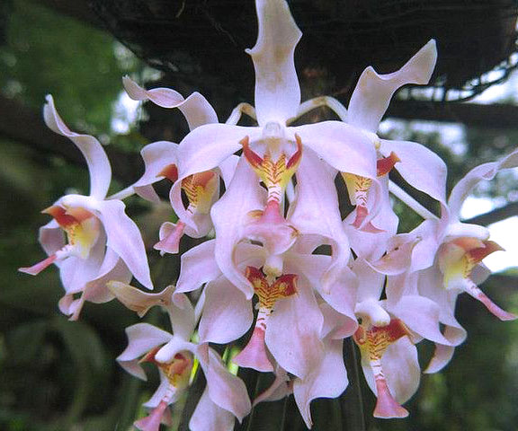 Paraphalaenopsis serpentilingua x laycokii