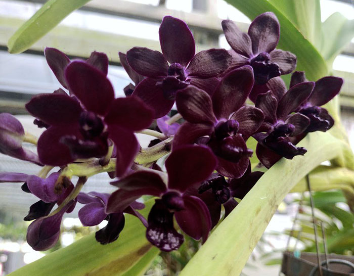 Vandachostylis Colmarie