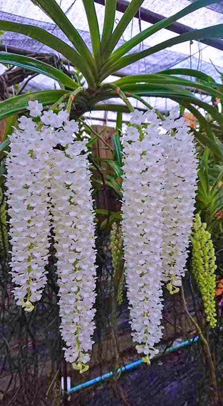 Rhynchostylis retusa alba