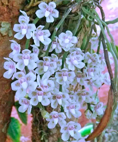Chiloschista viridiflava 'Sakura'