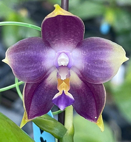 Phalaenopsis Mituo Purple Dragon 'YM'