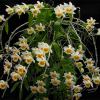 Dendrobium loddigesii var albescens