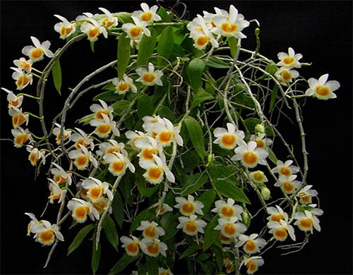 Dendrobium loddigesii var albescens