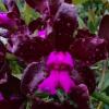 Cattleya leopoldii 'Dark Prince' x self